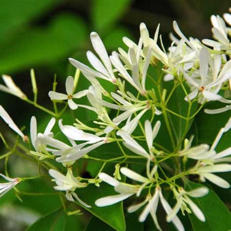 夜來香花期|夜来香（夹竹桃科夜来香属植物）